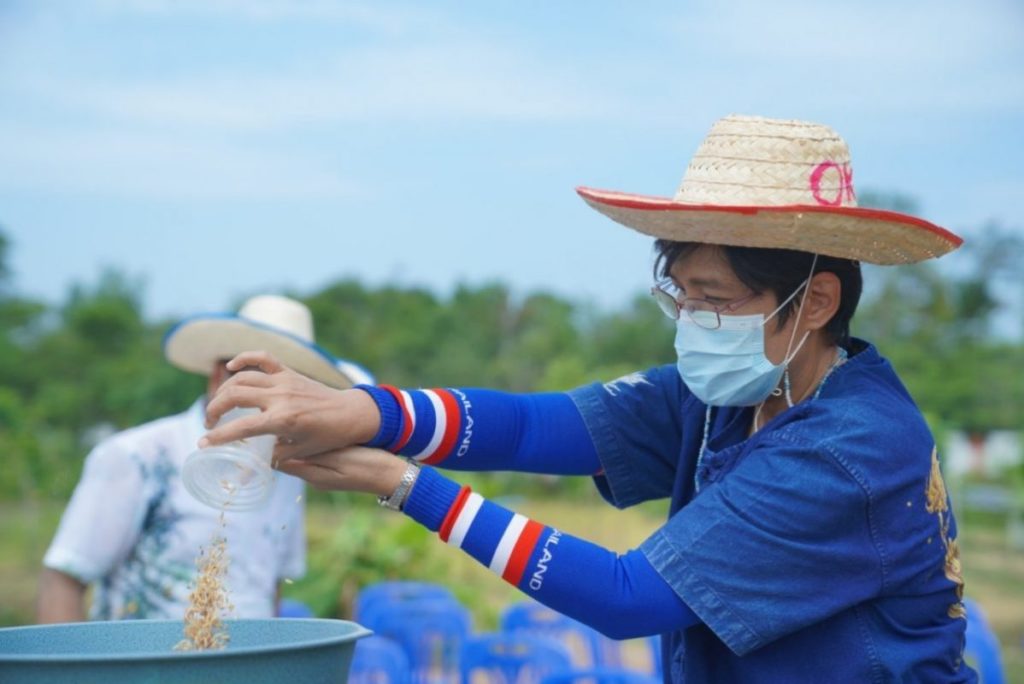 มรภ.สงขลา สืบสานประเพณี “ซอแรงเกี่ยวข้าว” ทุ่งใหญ่สารภี ชวนชุมชนร่วมเก็บเกี่ยวข้าวหอมมะลิดอกพะยอม อนุรักษ์ประเพณีถิ่นใต้