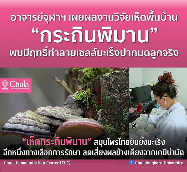 ทีมวิจัยจุฬาฯ เผยผลการทดลองสูตรตำรับสารสกัดสมุนไพรที่มี “เห็ดกระถินพิมาน ข้าวเย็นเหนือ ข้าวเย็นใต้” มีฤทธิ์ยับยั้งการเจริญเติบโตของเซลล์มะเร็งปากมดลูก