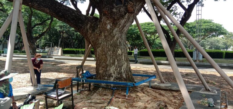 Chula’s Faculty of Engineering Pioneers the Use of Gamma Rays  to Inspect Large Trees