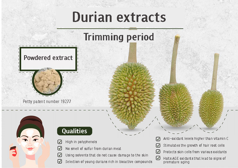 Anti-Oxidant Extracts from Young Durians at the Trimming Period Chula Research Team Aim to Produce Cosmetics Creating Value from Agricultural Waste