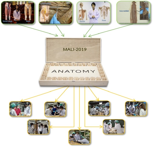 ม.มหิดล สร้างสรรค์ “MALI” สื่อช่วยสอนกายวิภาคศาสตร์และกิจกรรมบำบัดสำหรับนศ.กายภาพบำบัดเสริมจริยธรรม