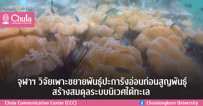 จุฬาฯ วิจัยเพาะขยายพันธุ์ปะการังอ่อนก่อนสูญพันธุ์สร้างสมดุลระบบนิเวศใต้ทะเล