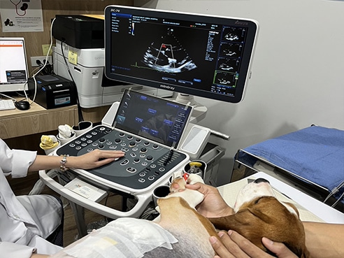 Chulalongkorn’s Vets Successfully Repair Mitral Valve Regurgitation in Dogs with Innovation – First Case in Southeast Asia and Thailand