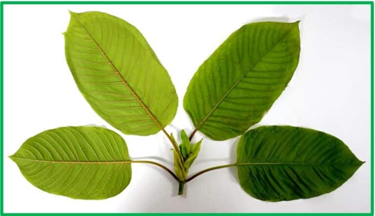 Chula Faculty of Pharmaceutical Sciences Research Reveals Some Beneficial Effects of Kratom(Mitragyna speciosa): Analgesic, Anti-Inflammatory, and Narcotic Detoxification
