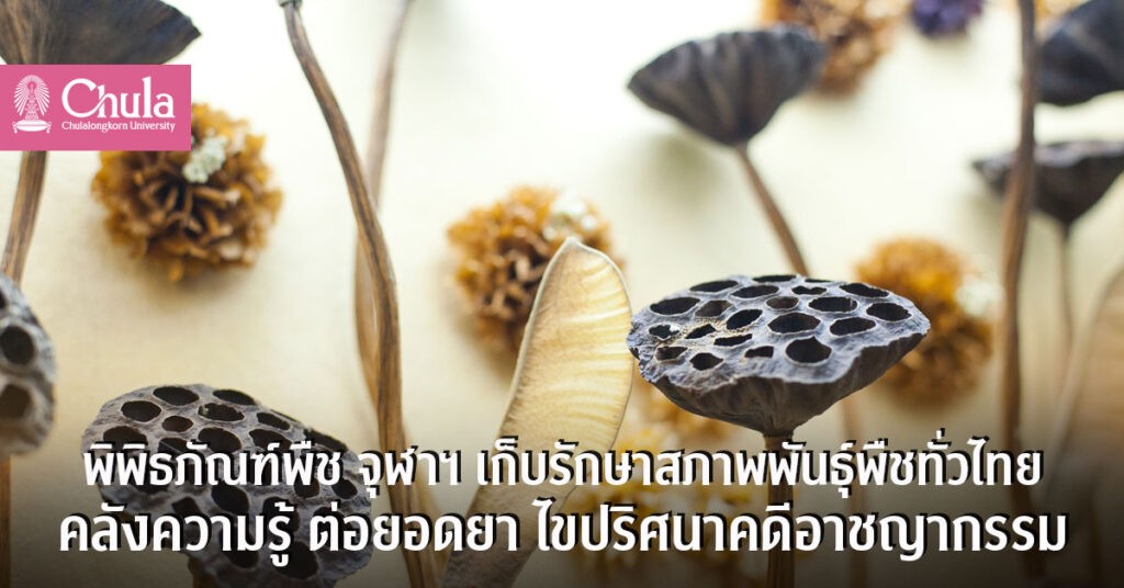 พิพิธภัณฑ์พืช จุฬาฯ เก็บรักษาสภาพพันธุ์พืชทั่วไทย คลังความรู้ ต่อยอดยา ไขปริศนาคดีอาชญากรรม