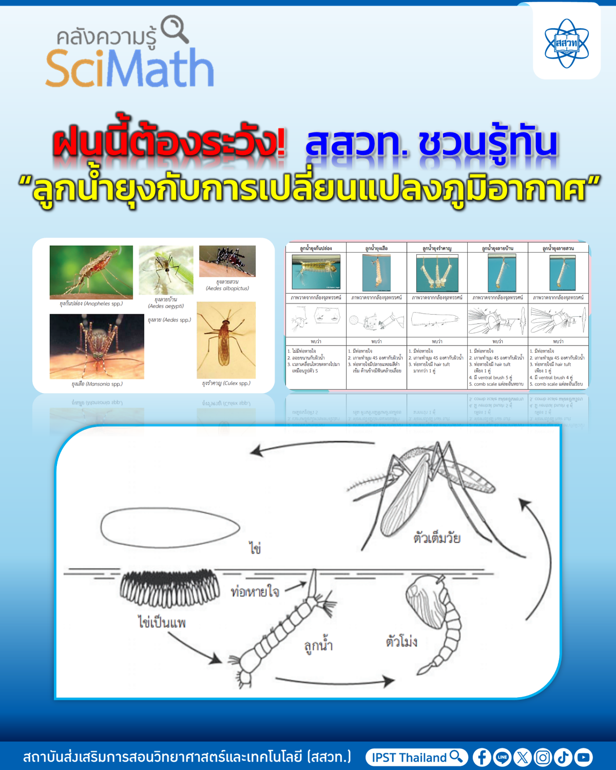 ฝนตก-อากาศร้อน ยุงแพร่ระบาดเร็วขึ้น สสวท. ชวนเรียนรู้ป้องกันโรคจากคลังความรู้ SciMath