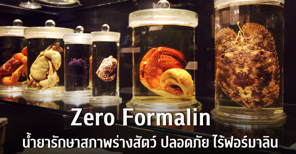 Zero Formalin น้ำยารักษาสภาพร่างสัตว์ เพื่อห้องเรียนปลอดภัย ไร้ฟอร์มาลิน