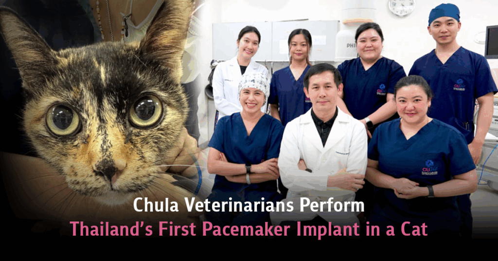 Chula Veterinarians Perform Thailand’s First Pacemaker Implant in a Cat