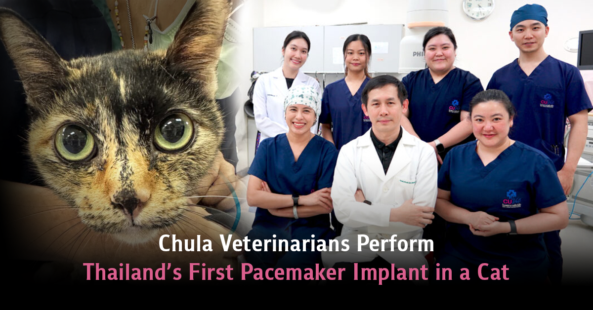 Chula Veterinarians Perform Thailand’s First Pacemaker Implant in a Cat