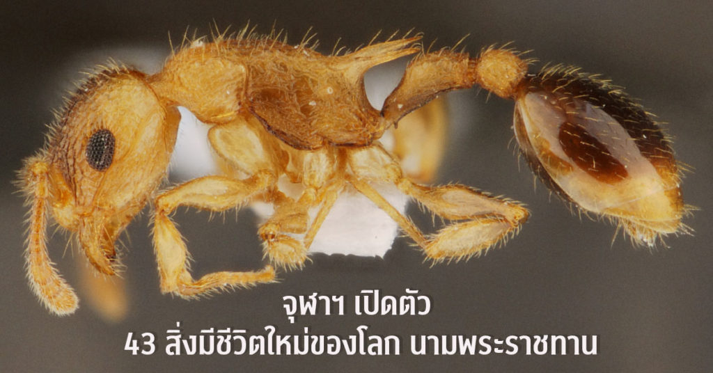 จุฬาฯ จัดงาน Chula the Impact ครั้งที่ 36 แถลง “43 สิ่งมีชีวิตใหม่ของโลก” นามพระราชทาน เพื่อเฉลิมพระเกียรติสมเด็จพระกนิษฐาธิราชเจ้า กรมสมเด็จพระเทพรัตนราชสุดา ฯ สยามบรมราชกุมารี