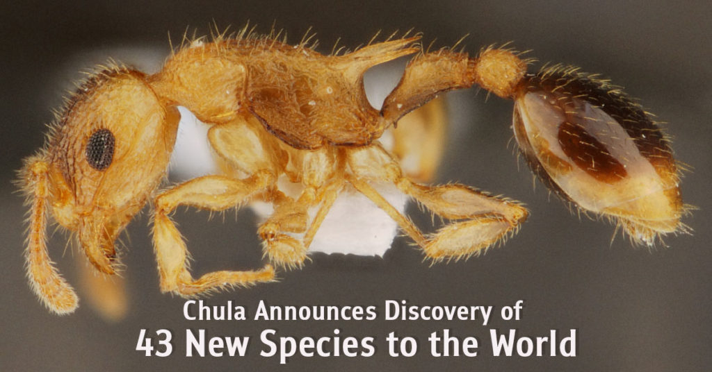 Chula Announces Discovery of 43 New Species to the World