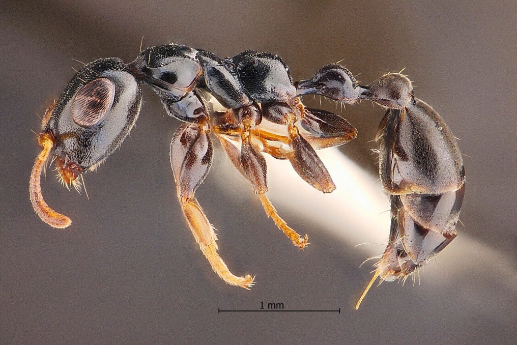 ฮือฮาวงการชีววิทยา มทร.ธัญบุรีและพันธมิตร ค้นพบ ‘มดตะนอยเทพรัตน์’