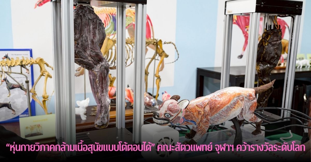 “หุ่นกายวิภาคของกล้ามเนื้อสุนัขแบบโต้ตอบได้” นวัตกรรมล่าสุดจากคณะสัตวแพทย์ จุฬาฯ คว้ารางวัลระดับโลก