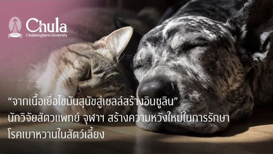 “จากเนื้อเยื่อไขมันสุนัขสู่เซลล์สร้างอินซูลิน” นักวิจัยสัตวแพทย์ จุฬาฯ สร้างความหวังใหม่ในการรักษาโรคเบาหวานในสัตว์เลี้ยง “จากเนื้อเยื่อไขมันสุนัขสู่เซลล์สร้างอินซูลิน” นักวิจัยสัตวแพทย์ จุฬาฯ สร้างความหวังใหม่ในการรักษาโรคเบาหวานในสัตว์เลี้ยง
