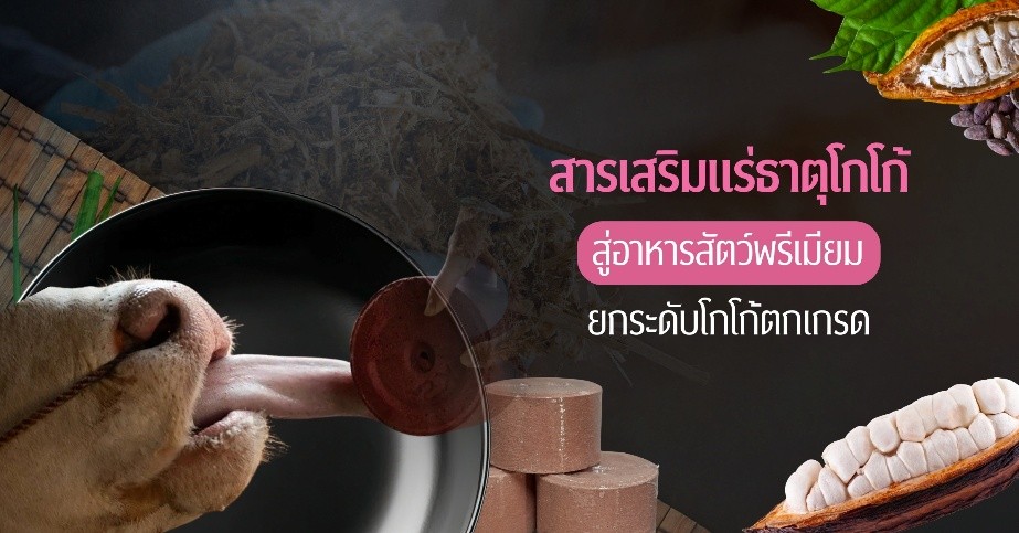 วัวอารมณ์ดี เกษตรกรมีรายได้ ด้วย “สารเสริมแร่ธาตุจากโกโก้” ผลงานนักวิจัยจุฬาฯ ยกระดับโกโก้ตกเกรด สู่อาหารสัตว์พรีเมียม วัวอารมณ์ดี เกษตรกรมีรายได้ ด้วย “สารเสริมแร่ธาตุจากโกโก้” ผลงานนักวิจัยจุฬาฯ ยกระดับโกโก้ตกเกรด สู่อาหารสัตว์พรีเมียม