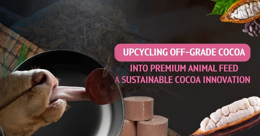 Happy Cows, Higher Income for Farmers with “Cocoa-Based Mineral Supplement” Chula Researchers Transform Low-Grade Cocoa into Premium Animal Feed Happy Cows, Higher Income for Farmers with “Cocoa-Based Mineral Supplement” Chula Researchers Transform Low-Grade Cocoa into Premium Animal Feed