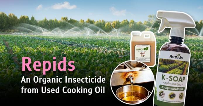 Repids: Turning Used Cooking Oil into Organic Insecticide – A Community Innovation from Chulalongkorn University