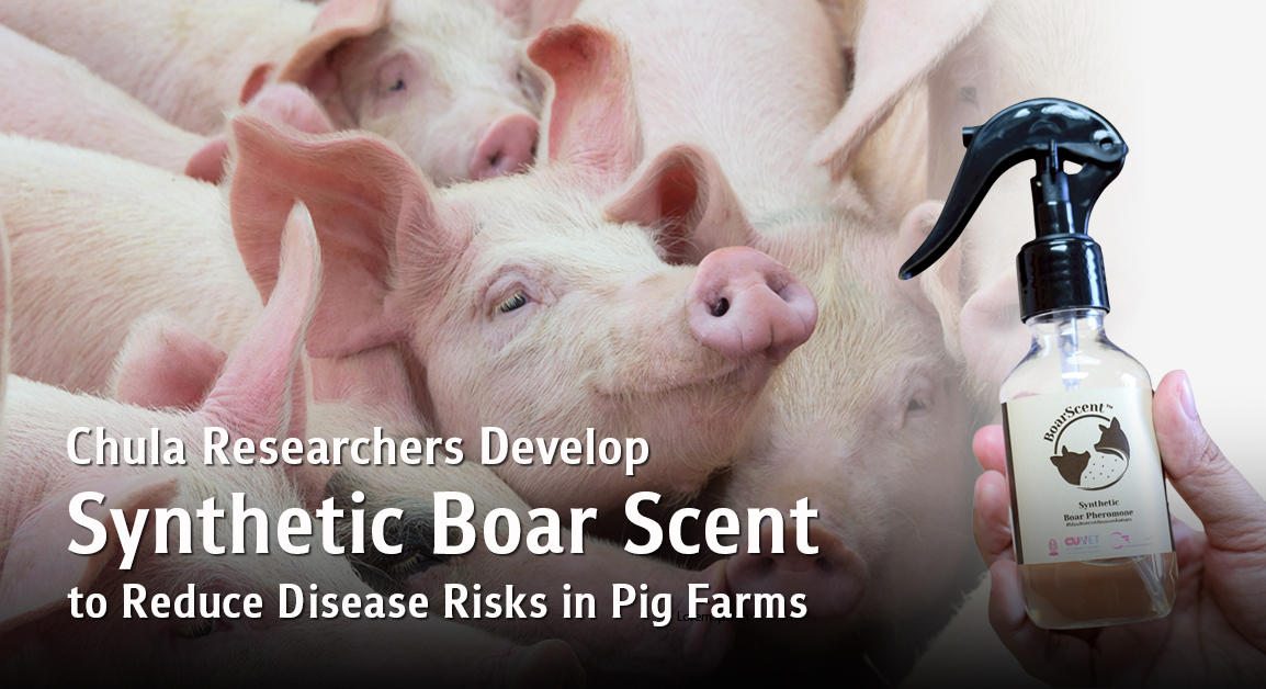 Chula Researchers Develop Synthetic Boar Scent Mimicking Natural Pheromones to Reduce Disease Outbreak Risks in Pig Farms Chula Researchers Develop Synthetic Boar Scent Mimicking Natural Pheromones to Reduce Disease Outbreak Risks in Pig Farms